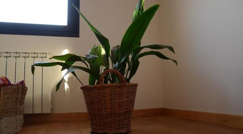 Какие комнатные растения осенью пересаживают. Какие цветы пересаживают осенью: прочитайте сейчас все советы в одной статье 19 Какие комнатные растения осенью пересаживают. Какие цветы пересаживают осенью: прочитайте сейчас все советы в одной статье 19