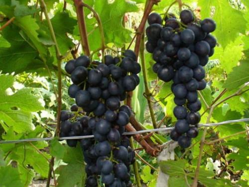 Сорта винограда не требующие укрытия на зиму. Сорта винограда повышенной морозостойкости