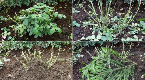 Какие комнатные растения осенью пересаживают. Какие цветы пересаживают осенью: прочитайте сейчас все советы в одной статье 14 Какие комнатные растения осенью пересаживают. Какие цветы пересаживают осенью: прочитайте сейчас все советы в одной статье 14