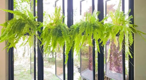 Какие комнатные растения осенью пересаживают. Какие цветы пересаживают осенью: прочитайте сейчас все советы в одной статье 17 Какие комнатные растения осенью пересаживают. Какие цветы пересаживают осенью: прочитайте сейчас все советы в одной статье 17