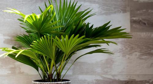 Какие комнатные растения осенью пересаживают. Какие цветы пересаживают осенью: прочитайте сейчас все советы в одной статье 18 Какие комнатные растения осенью пересаживают. Какие цветы пересаживают осенью: прочитайте сейчас все советы в одной статье 18