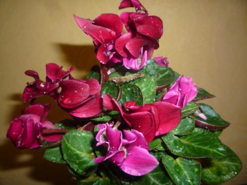 Какие комнатные растения осенью пересаживают. Какие цветы пересаживают осенью: прочитайте сейчас все советы в одной статье