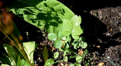 Какие комнатные растения осенью пересаживают. Какие цветы пересаживают осенью: прочитайте сейчас все советы в одной статье 12 Какие комнатные растения осенью пересаживают. Какие цветы пересаживают осенью: прочитайте сейчас все советы в одной статье 12