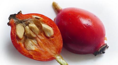 Какие комнатные растения осенью пересаживают. Какие цветы пересаживают осенью: прочитайте сейчас все советы в одной статье 13 Какие комнатные растения осенью пересаживают. Какие цветы пересаживают осенью: прочитайте сейчас все советы в одной статье 13