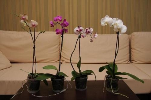 Можно ли пересаживать комнатные цветы зимой. Почему пересаживают