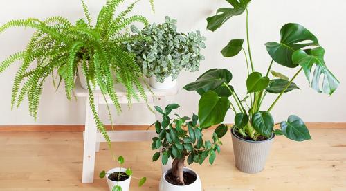 Какие комнатные растения осенью пересаживают. Какие цветы пересаживают осенью: прочитайте сейчас все советы в одной статье 15 Какие комнатные растения осенью пересаживают. Какие цветы пересаживают осенью: прочитайте сейчас все советы в одной статье 15