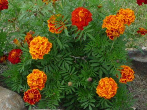 Какие комнатные растения осенью пересаживают. Какие цветы пересаживают осенью: прочитайте сейчас все советы в одной статье