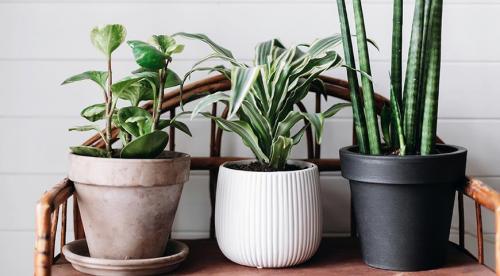 Какие комнатные растения осенью пересаживают. Какие цветы пересаживают осенью: прочитайте сейчас все советы в одной статье 20 Какие комнатные растения осенью пересаживают. Какие цветы пересаживают осенью: прочитайте сейчас все советы в одной статье 20