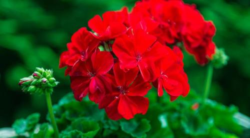 Какие комнатные растения осенью пересаживают. Какие цветы пересаживают осенью: прочитайте сейчас все советы в одной статье 16 Какие комнатные растения осенью пересаживают. Какие цветы пересаживают осенью: прочитайте сейчас все советы в одной статье 16