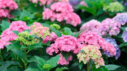 Гортензия крупнолистная сорта посадка и уход в открытом грунте. Сорта гортензии крупнолистной