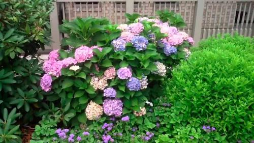 Гортензия крупнолистная сорта посадка и уход в открытом грунте. Сорта гортензии крупнолистной