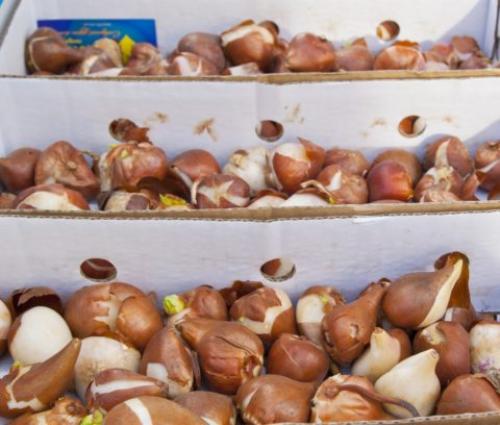 Когда сажать тюльпаны после выкопки. Нужно ли выкапывать луковицы