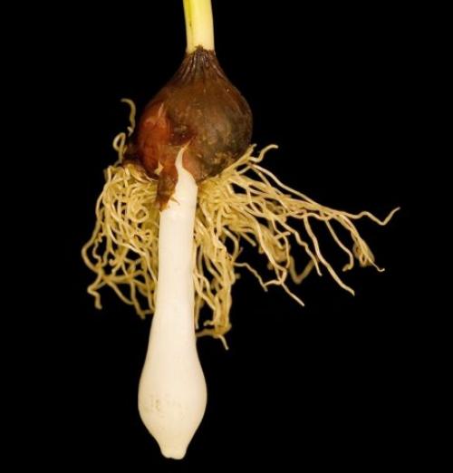 Когда сажать тюльпаны после выкопки. Нужно ли выкапывать луковицы