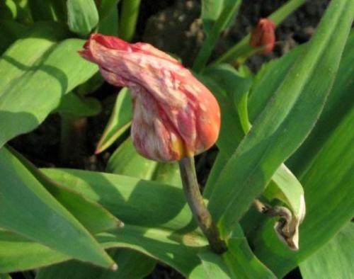 Когда сажать тюльпаны после выкопки. Нужно ли выкапывать луковицы