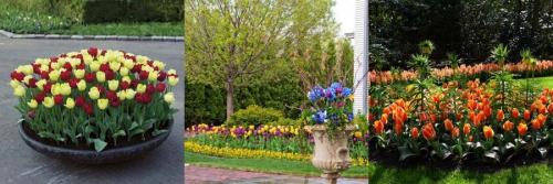 Когда сажать тюльпаны и лилии осенью. Когда сажают тюльпаны и лилии в грунт 07