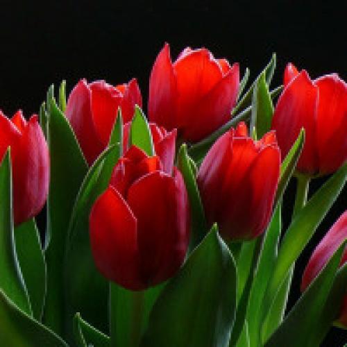 Можно ли сажать тюльпаны весной. Посадка тюльпанов весной в 2020 году