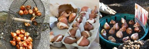 Когда сажать тюльпаны и лилии осенью. Когда сажают тюльпаны и лилии в грунт 08