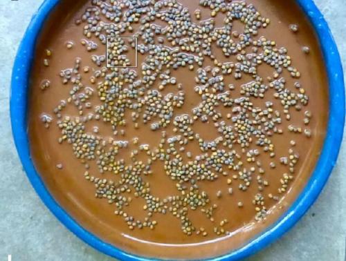 Чиа растение выращивание выбор места. Подготовка 09