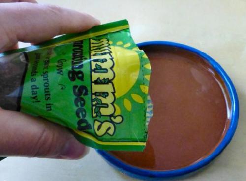 Чиа растение выращивание выбор места. Подготовка 08