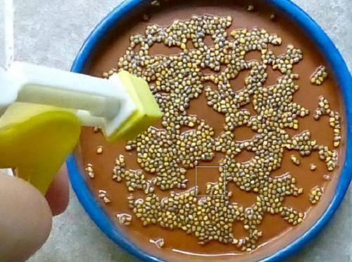 Чиа растение выращивание выбор места. Подготовка 11