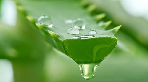 Комнатные растения уход осенью. Как поливать комнатные цветы осенью 17