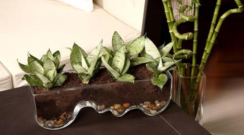 Комнатные растения уход осенью. Как поливать комнатные цветы осенью 23