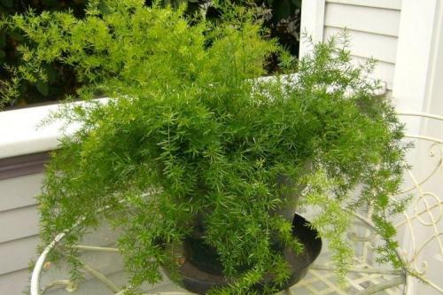 Самые комнатные растения. Комнатные растения: фото и названия (каталог)