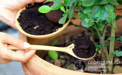 Подкормка комнатных цветов осенью. Народные средства