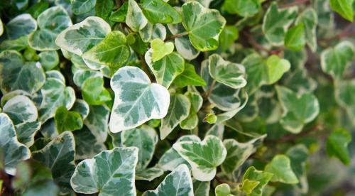 Комнатные растения уход осенью. Как поливать комнатные цветы осенью 22