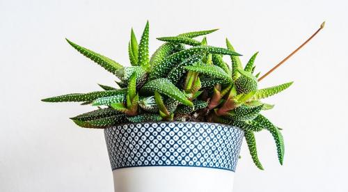 Комнатные растения уход осенью. Как поливать комнатные цветы осенью 20