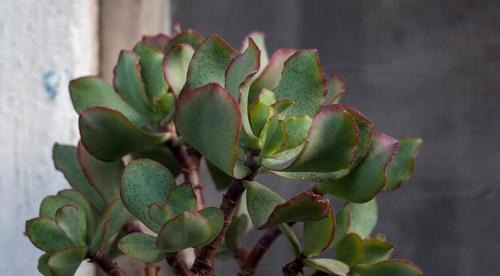 Комнатные растения уход осенью. Как поливать комнатные цветы осенью 19