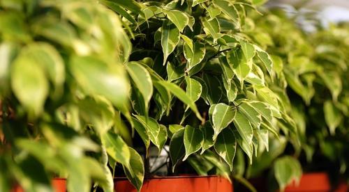 Комнатные растения уход осенью. Как поливать комнатные цветы осенью 25