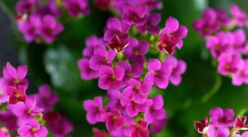 Комнатные растения уход осенью. Как поливать комнатные цветы осенью 18