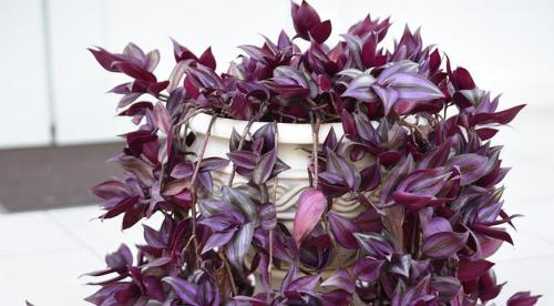 Комнатные растения уход осенью. Как поливать комнатные цветы осенью 24