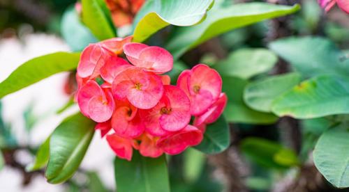 Комнатные растения уход осенью. Как поливать комнатные цветы осенью 21