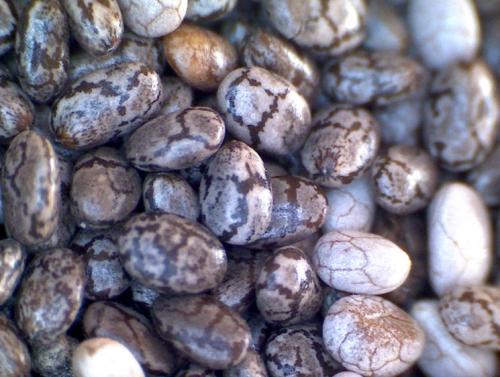 Как вырастить семена чиа на бокале. Семена Чиа — состав и пищевая ценность