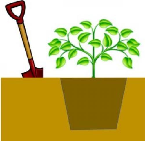 Как зимуют хвойные растения в горшках. Зимовка горшочных растений