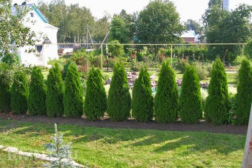 Почему хвойные деревья лучше высаживать зимой. Посадка хвойных деревьев: рекомендации по распространённым видам 07