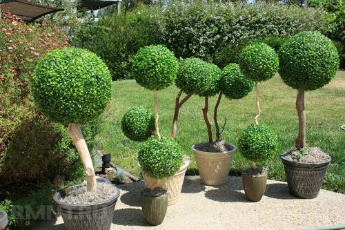 Почему хвойные деревья лучше высаживать зимой. Посадка хвойных деревьев: рекомендации по распространённым видам 06