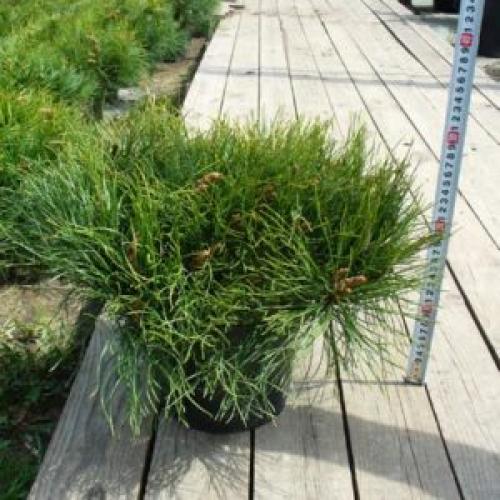 Как зимуют хвойные растения в горшках. Зимовка горшочных растений