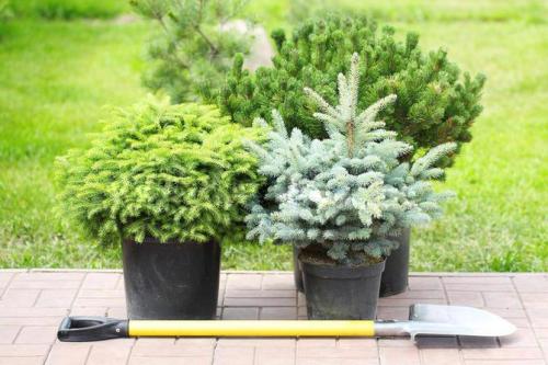 Когда лучше сажать сосны и ели. Саженцы