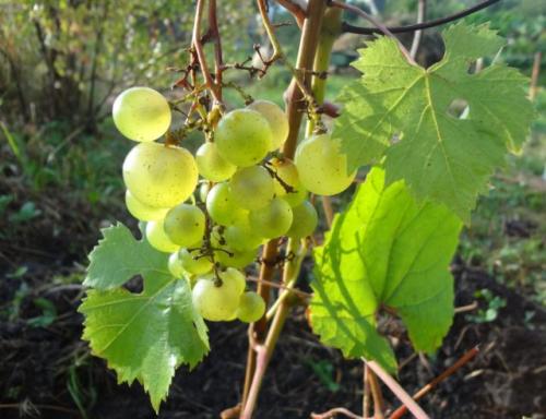 Виноград ананасный золотой мускат. Виноград «Ананасный», описание сорта и фото
