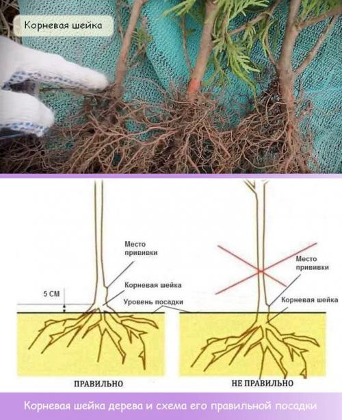 Когда лучше сажать сосны и ели. Саженцы
