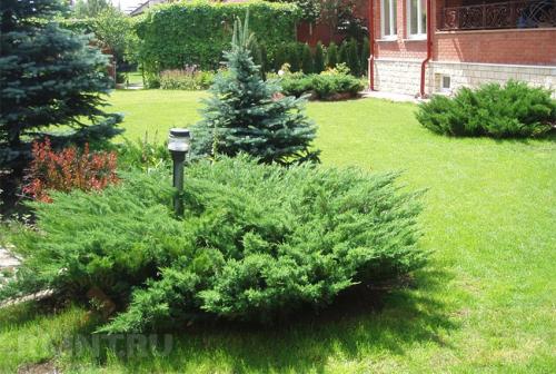 Почему хвойные деревья лучше высаживать зимой. Посадка хвойных деревьев: рекомендации по распространённым видам 04