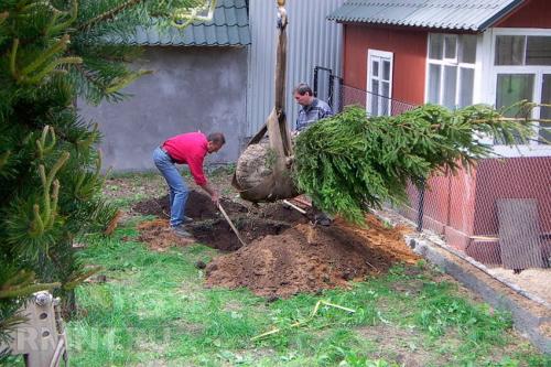 Почему хвойные деревья лучше высаживать зимой. Посадка хвойных деревьев: рекомендации по распространённым видам 09