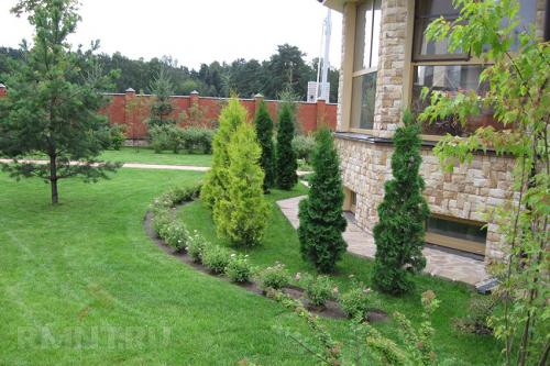 Почему хвойные деревья лучше высаживать зимой. Посадка хвойных деревьев: рекомендации по распространённым видам 08