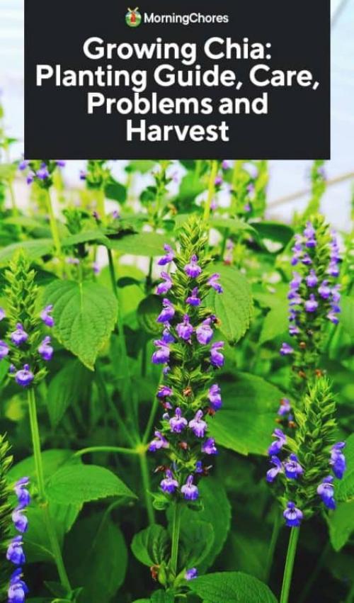 How To Grow Chia seeds. Growing Chia: Planting Guide, Care, Problems and Harvest