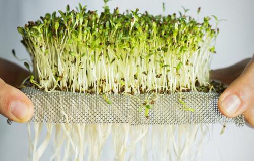 Выращивание микрозелени семян Чиа у себя дома. Микрозелень семян Чиа - незаменимый продукт на вашем столе 04