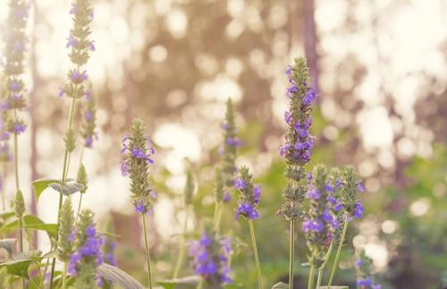 How To Grow Chia seeds. Growing Chia: Planting Guide, Care, Problems and Harvest