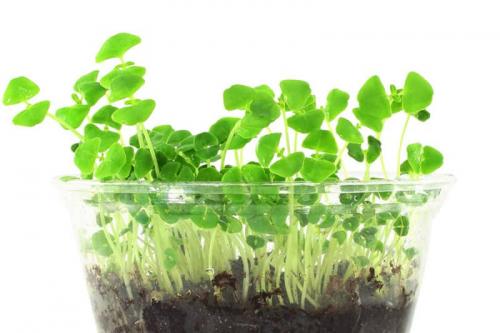 How To Grow Chia seeds. Growing Chia: Planting Guide, Care, Problems and Harvest